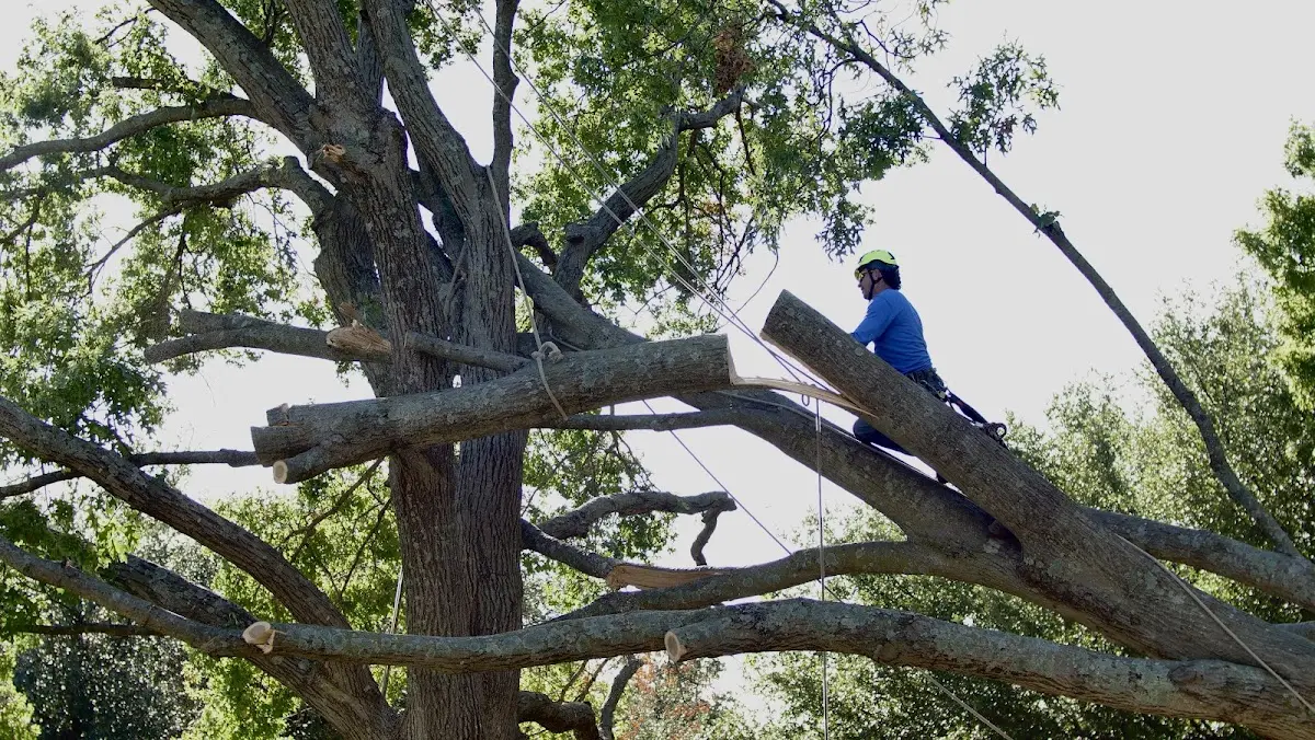 Professional Crown Thinning performed by certified arborists in Cedar Grove