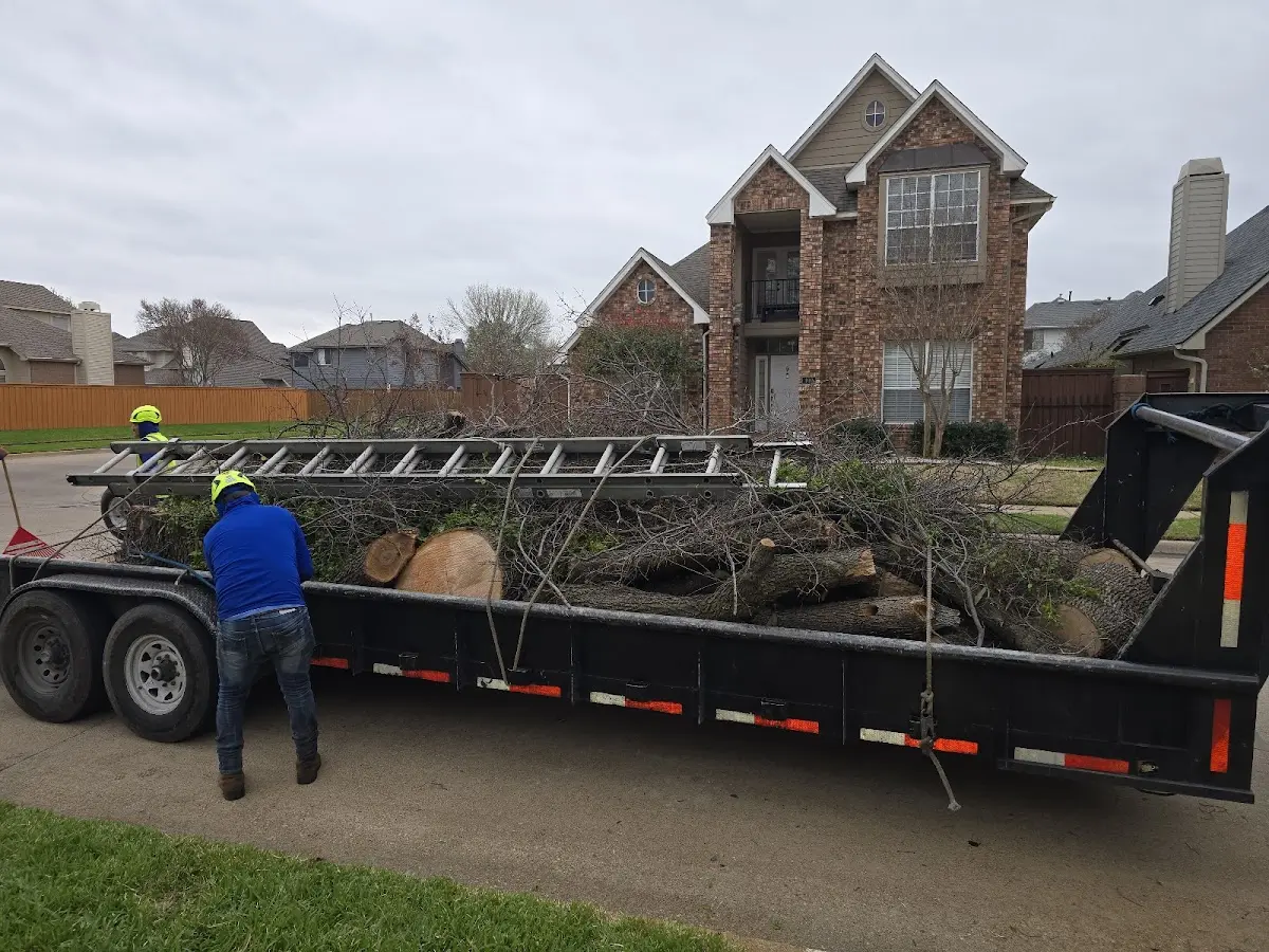 Expert Deadwooding with proper safety equipment in Cedar Grove